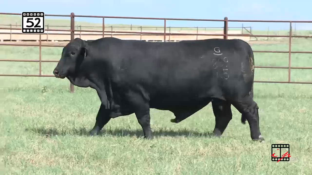 Lot 52: Grassy Lake Cattle Co. - Fall Production Sale | DVAuction