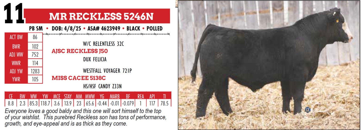 Homestake Ranch Lot 11: Homestake Ranch - 12th Annual Bull & Female Sale | DVAuction
