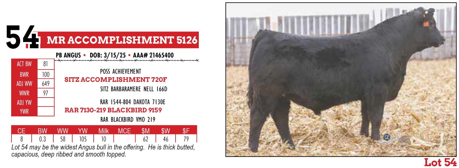 Homestake Ranch Lot 54: Homestake Ranch - 12th Annual Bull & Female Sale | DVAuction