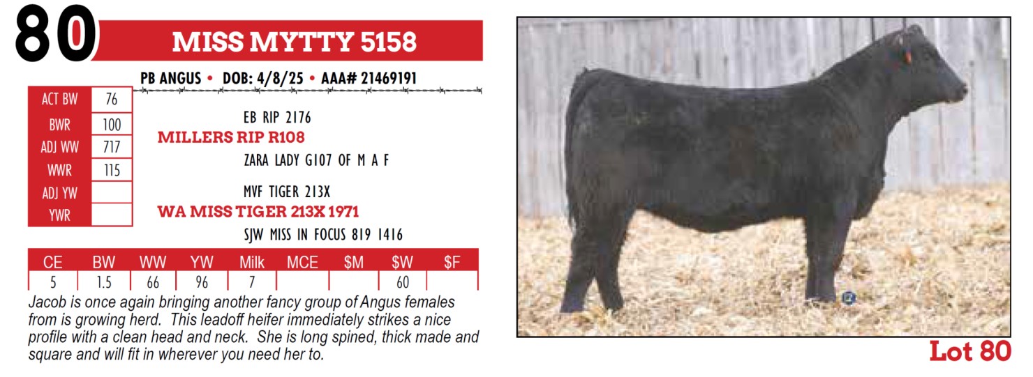 Homestake Ranch Lot 80: Homestake Ranch - 12th Annual Bull & Female Sale | DVAuction