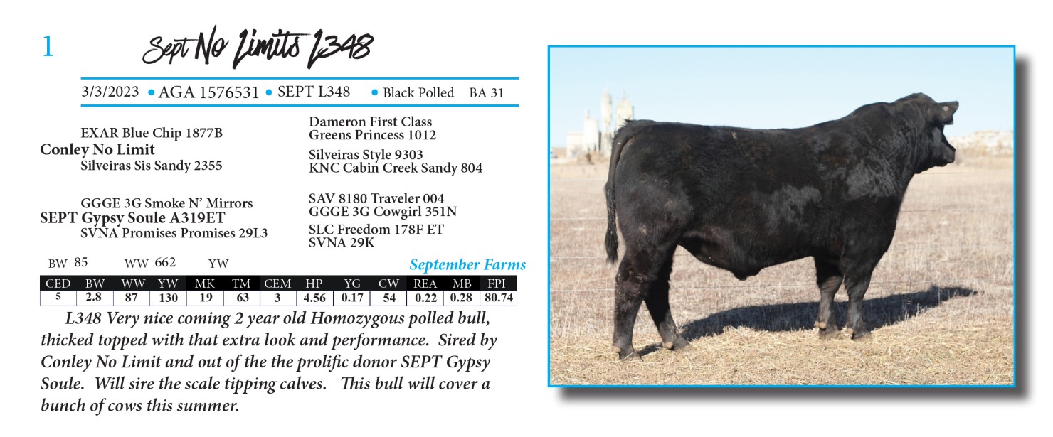Lot 1 Ranchers Choice Gelbvieh & Balancer Bull Sale Annual Bull Sale