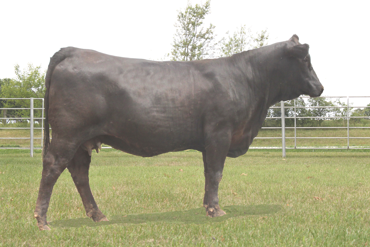 Seedstock Plus, LLC Lot 25 TMMW Miss Stock Options 148H Seedstock