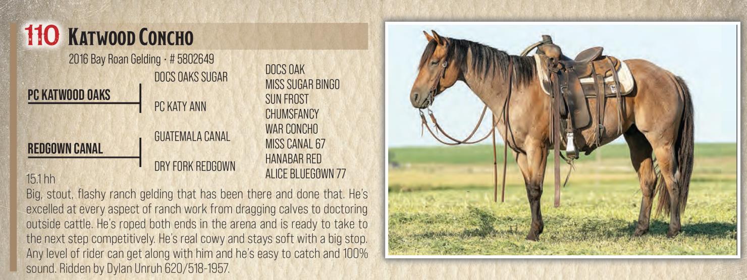 DVAuction Lot 110 Jamison Herefords & Quarter Horses Annual