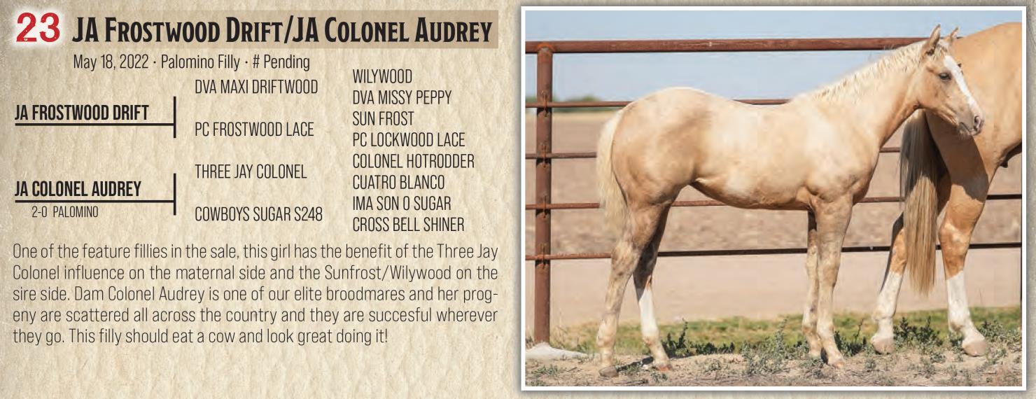 DVAuction Lot 23 Jamison Herefords & Quarter Horses Annual