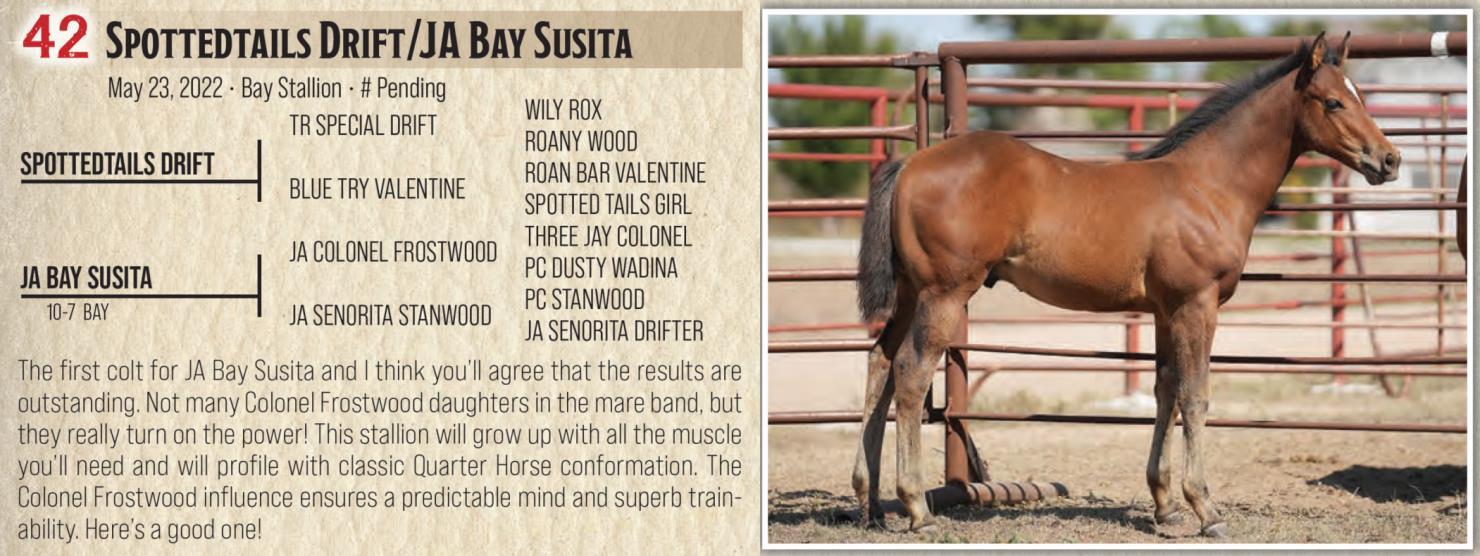 DVAuction Lot 42 Jamison Herefords & Quarter Horses Annual