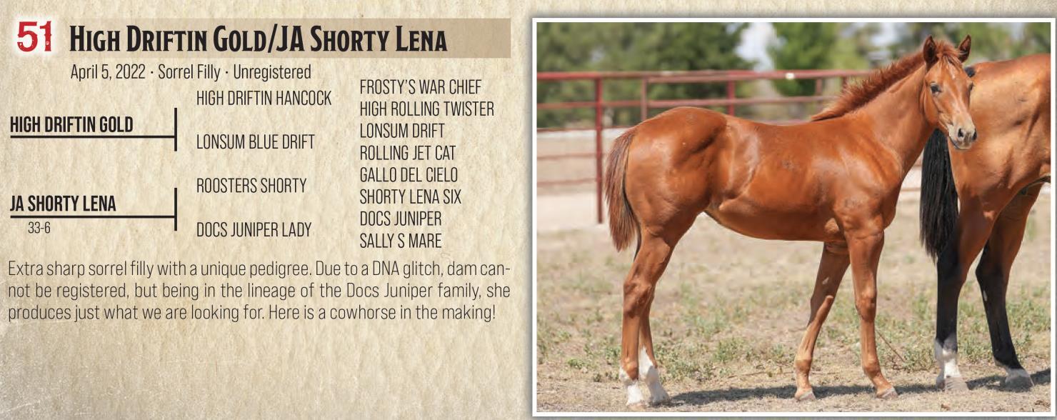 DVAuction Lot 51 Jamison Herefords & Quarter Horses Annual