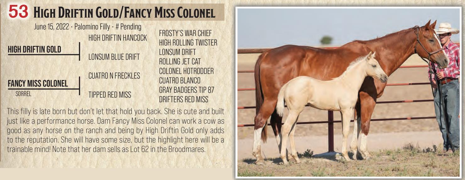 DVAuction Lot 53 Jamison Herefords & Quarter Horses Annual