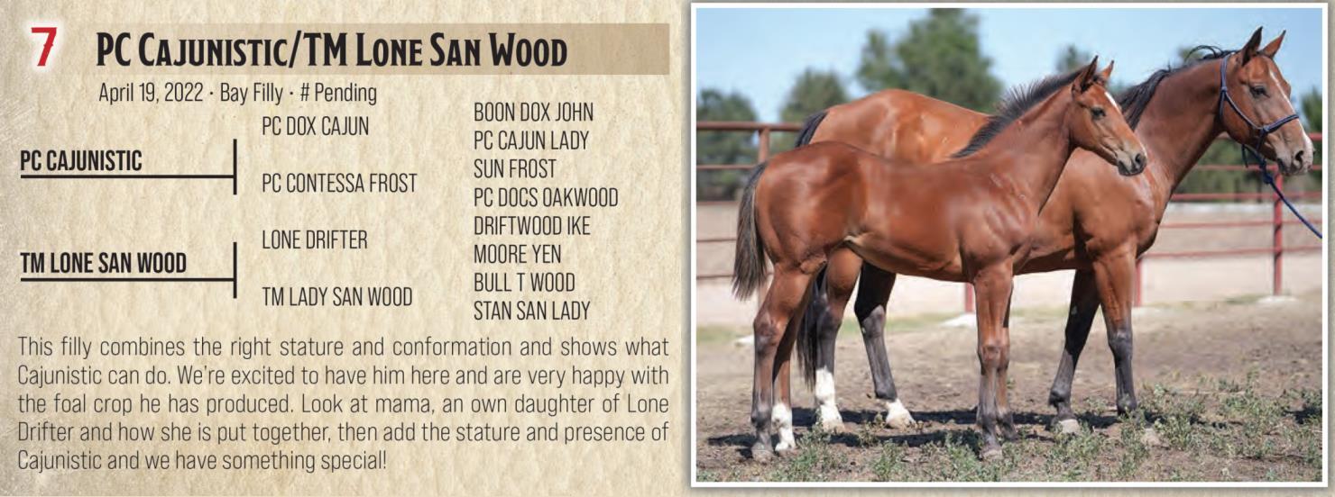 DVAuction Lot 7 Jamison Herefords & Quarter Horses Annual Quarter