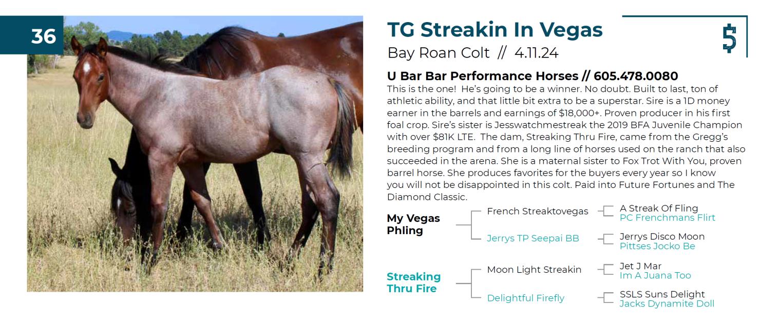 Lot 36 Fall Extravaganza Horse Sale DVAuction