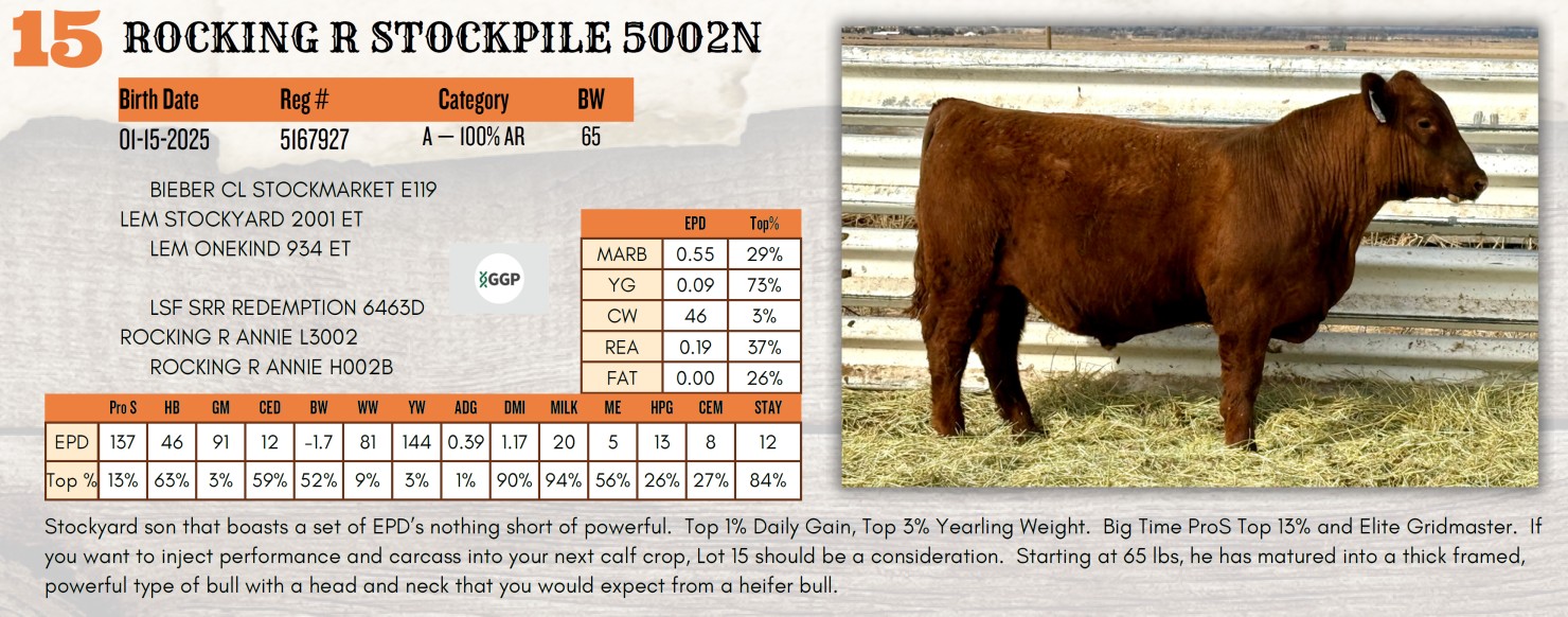 Lot 15: Rocking R Red Angus - Annual Bull Sale | DVAuction