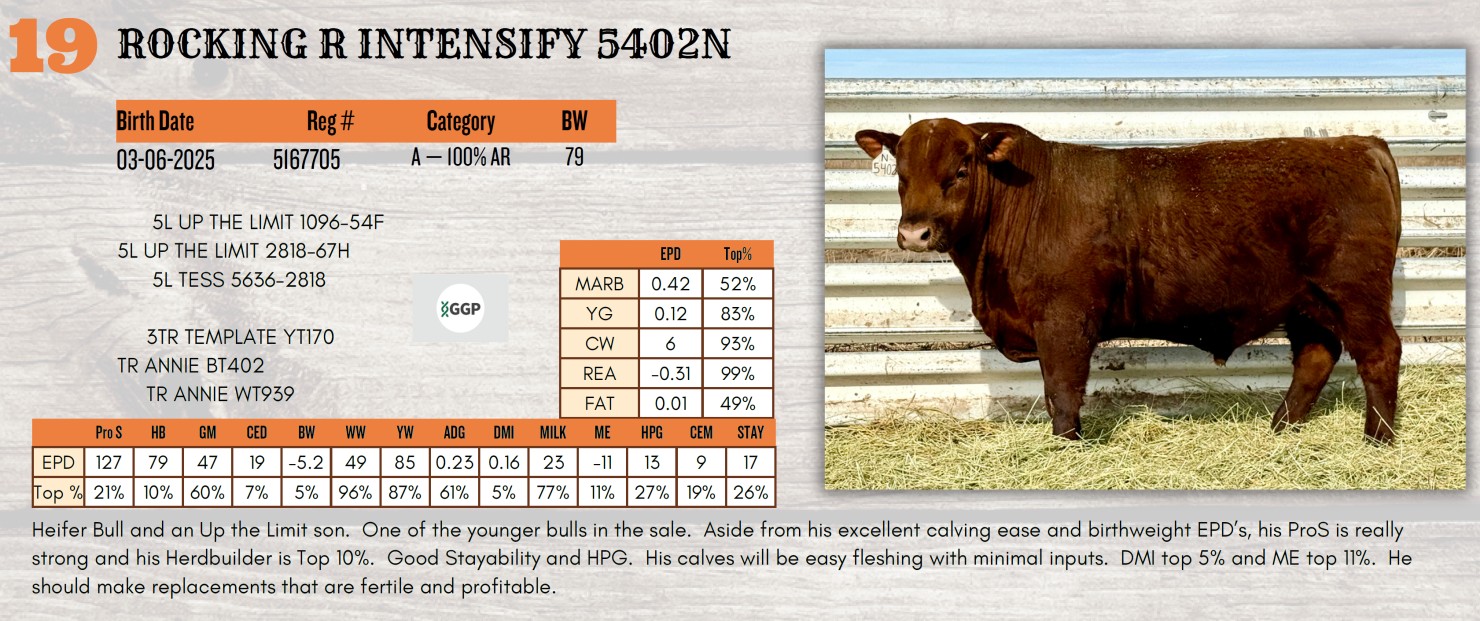 Lot 19: Rocking R Red Angus - Annual Bull Sale | DVAuction