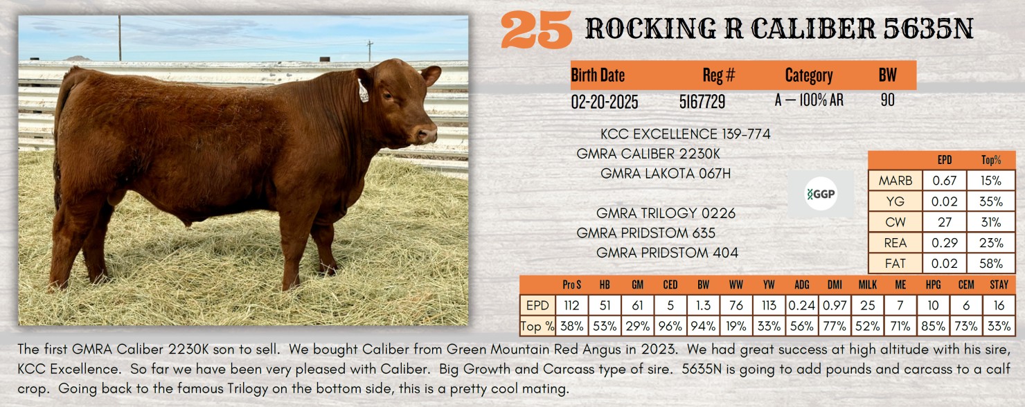Kansas Rocking R Cloggers Lot 25: Rocking R Red Angus - Annual Bull Sale | DVAuction