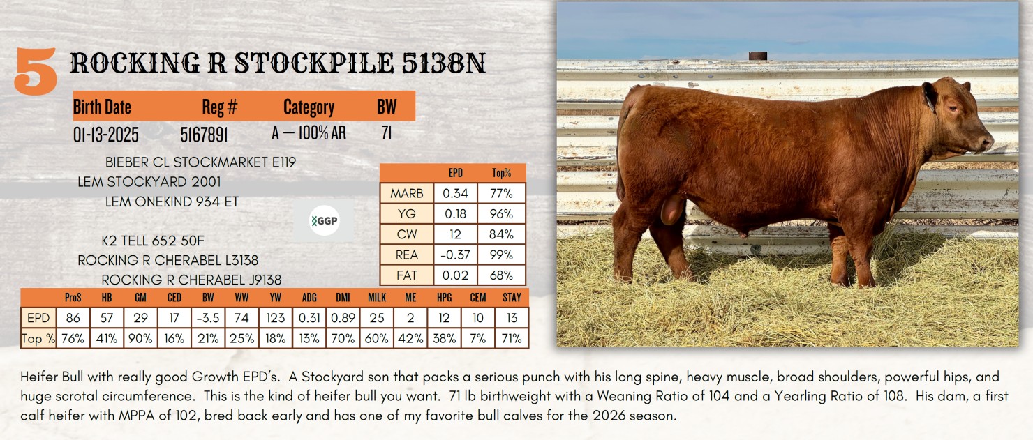 Lot 5: Rocking R Red Angus - Annual Bull Sale | DVAuction