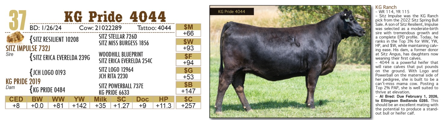 Lot 37: Gold Nugget Angus Female Sale | DVAuction