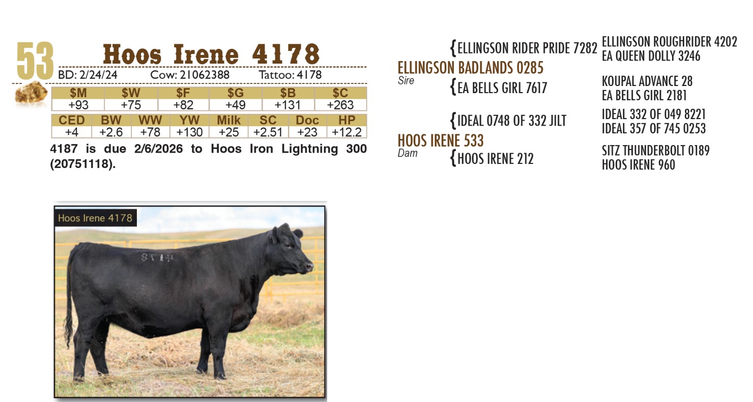 Lot 53: Gold Nugget Angus Female Sale | DVAuction