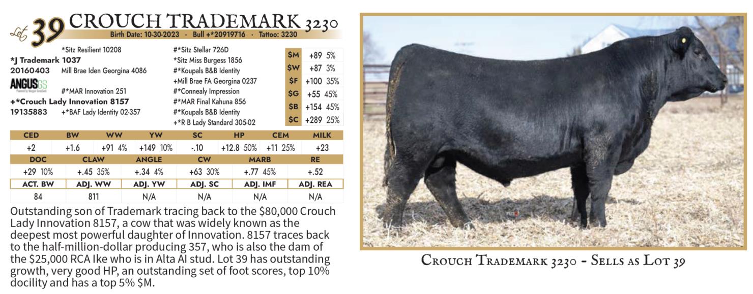 Lot 39: Powers Angus Ranch - Inaugural Sale | DVAuction