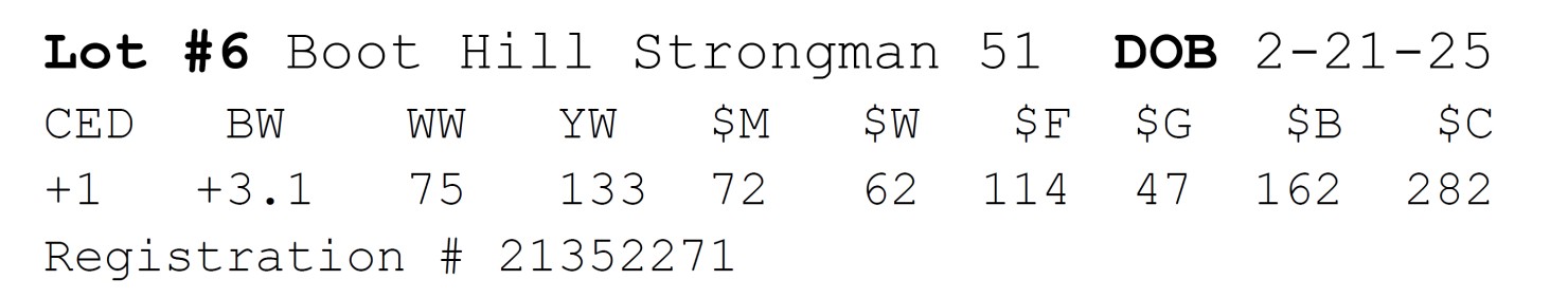 Lot 6 - Boot Hill Strongman 51: Boot Hill Angus Bull Sale | Boot Hill Angus