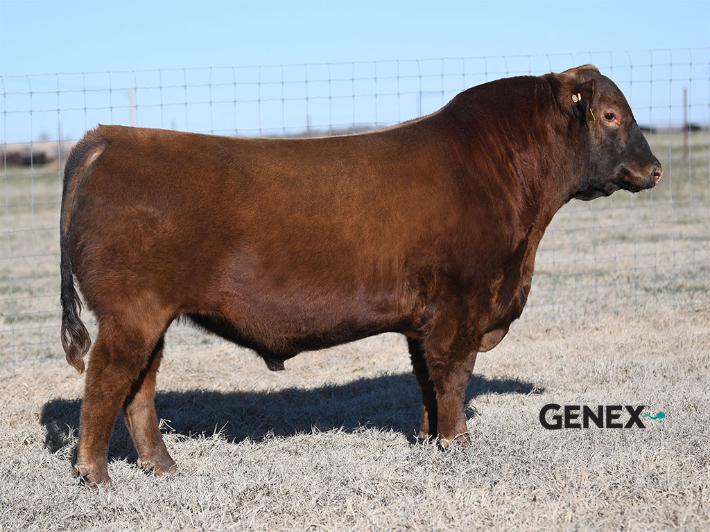 Mathias Ranch Lot 16g: Mathias Ranch Frozen Genetics Sale | Mathias Ranch