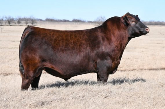 Mathias Ranch Lot 21b: Mathias Ranch Frozen Genetics Sale | Mathias Ranch