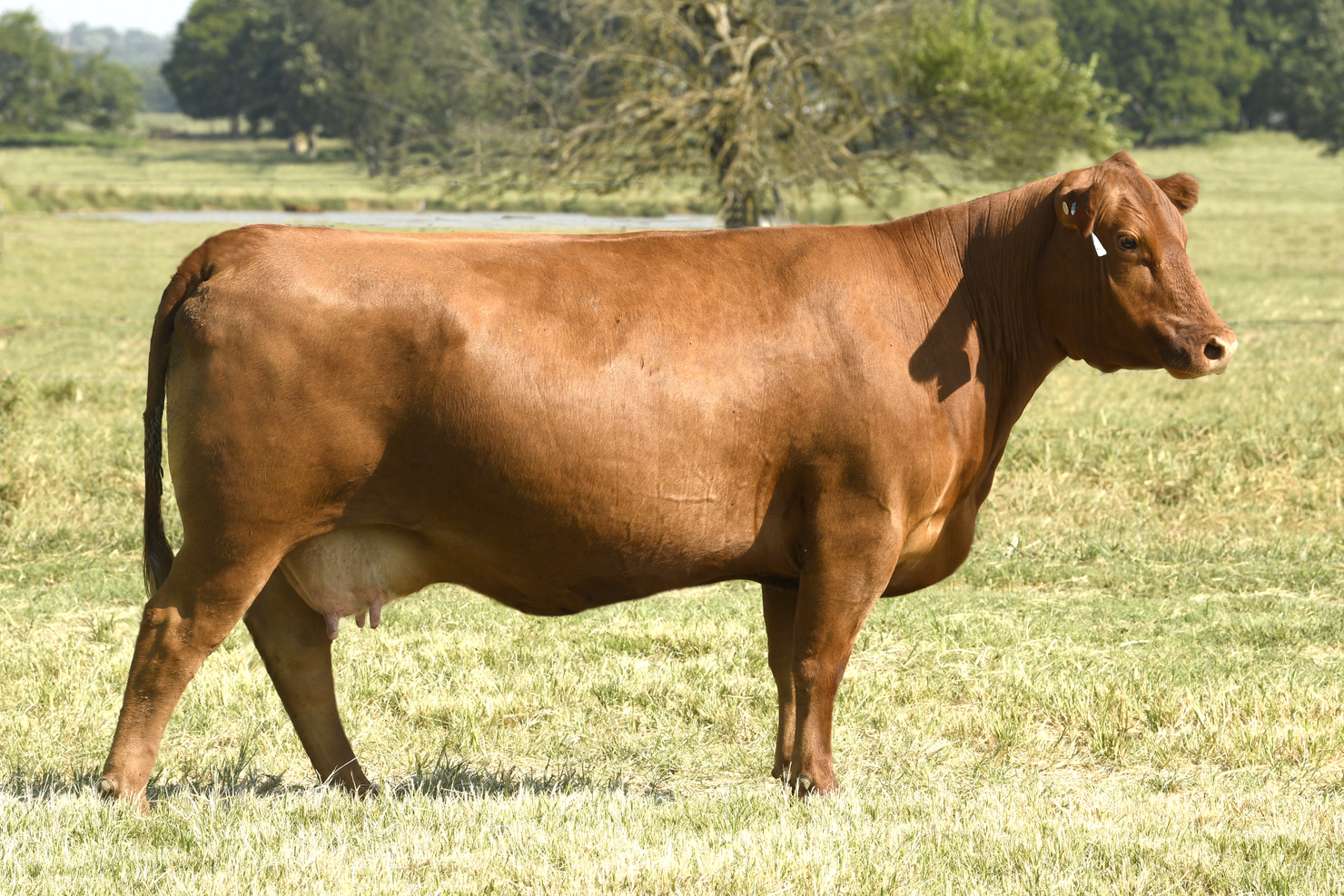 Mathias Ranch Lot 2: Mathias Ranch Frozen Genetics Sale | Mathias Ranch