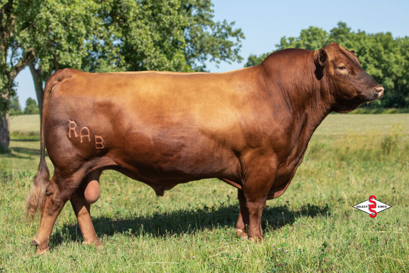 Mathias Ranch Lot 11a: Mathias Ranch Frozen Genetics Sale | Mathias Ranch