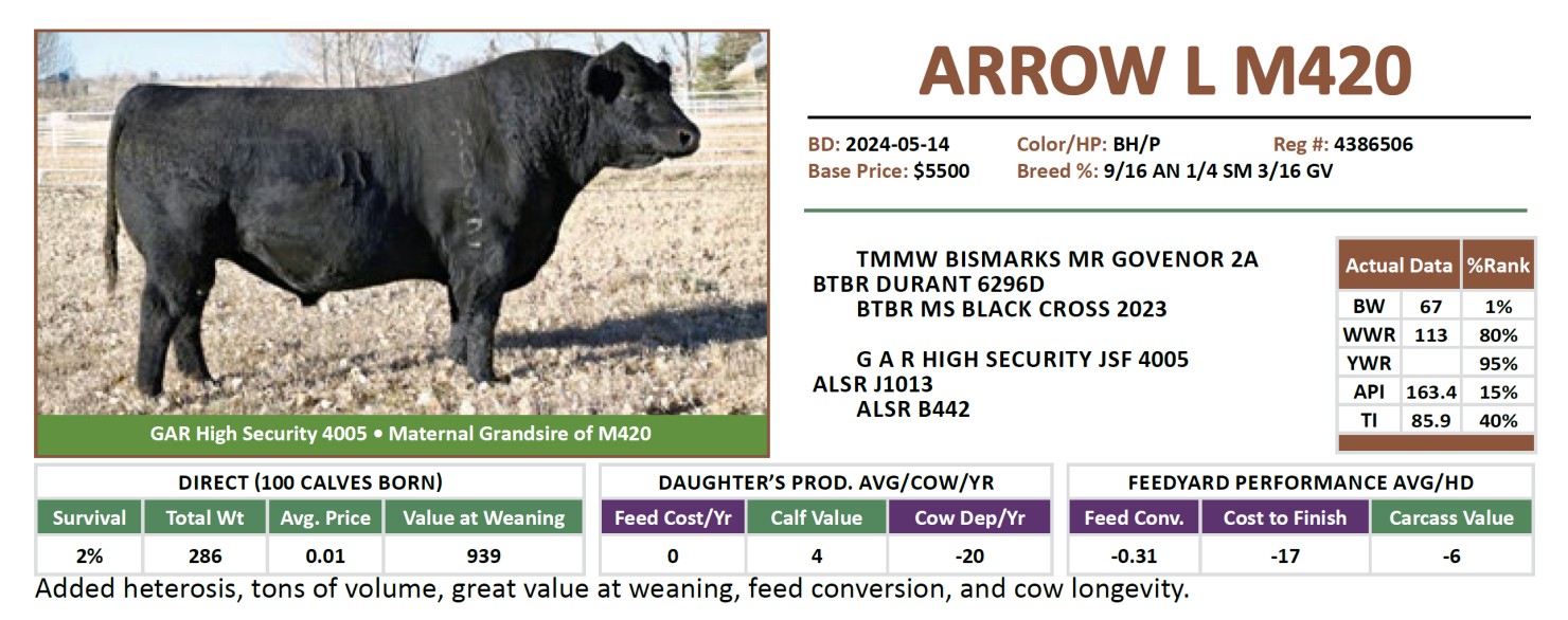 Lot M420 - ARROW L M420: Arrow L Ranch - Annual Production Sale | Arrow ...