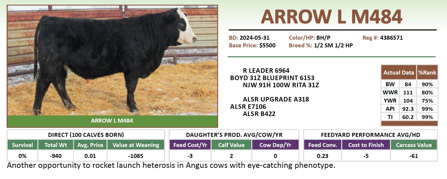 Lot M484 - ARROW L M484: Arrow L Ranch - Annual Production Sale | Arrow ...