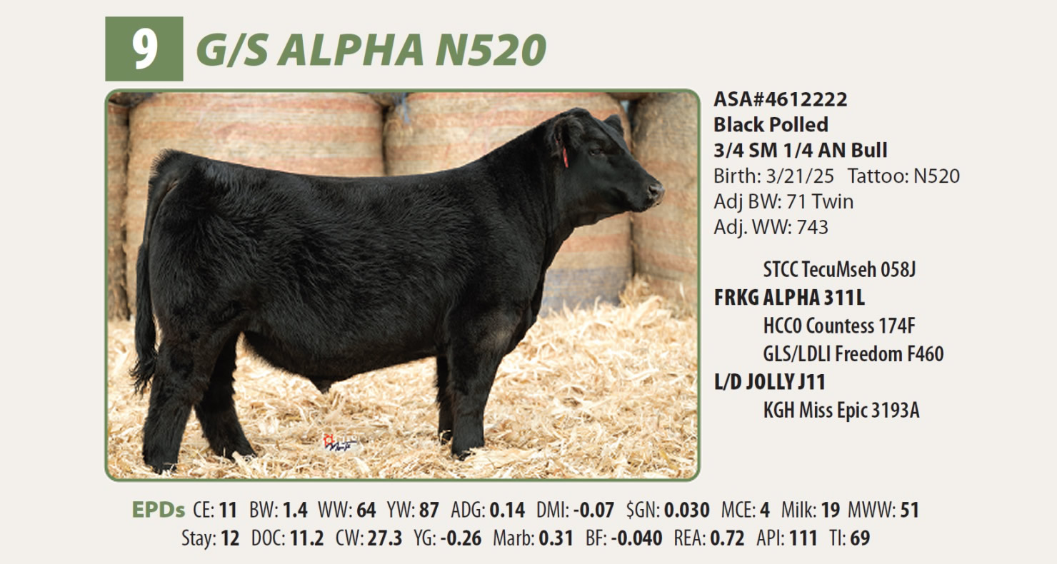 Lot 9 - G/S Alpha N520: Grass Simmentals - Best of the Midwest Sale ...