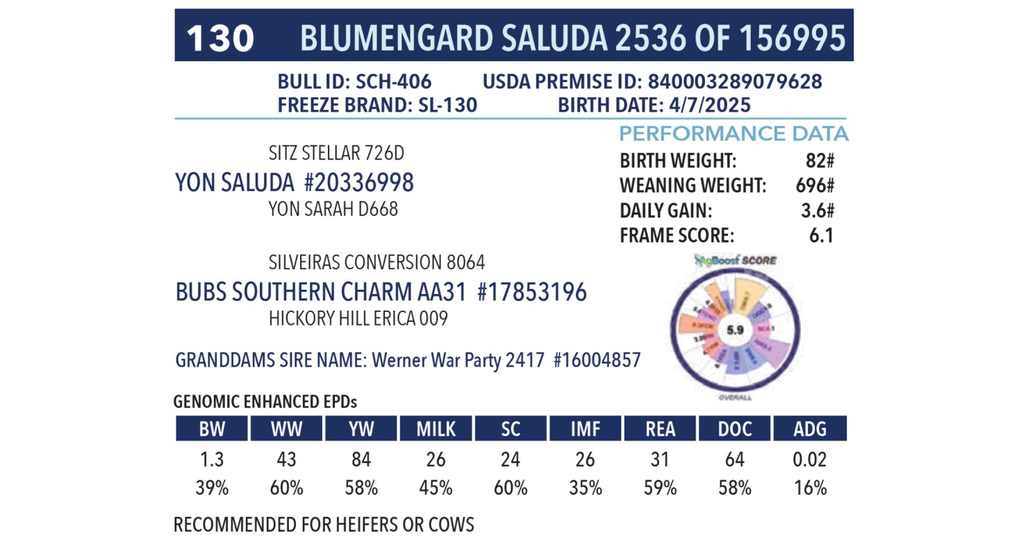 Lot 130 - Blumengard Saluda 2536 Of 156995: Blumengard Angus Ranch ...