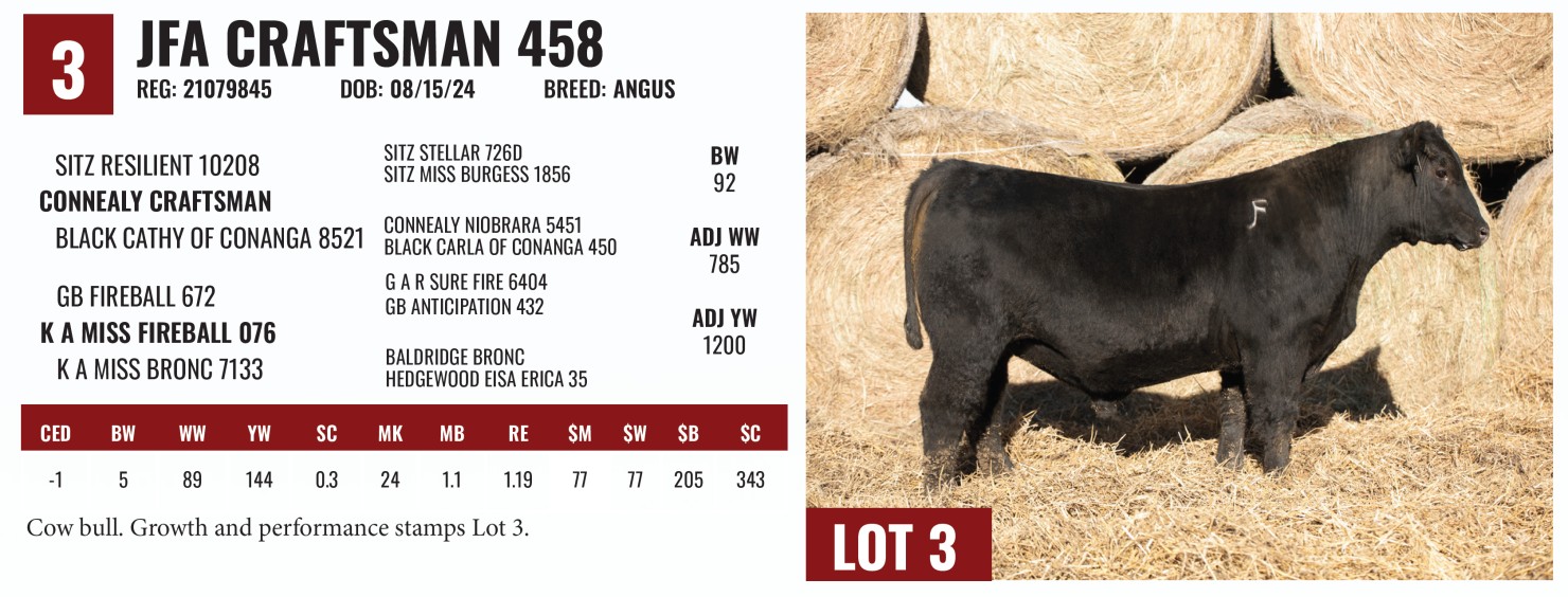 Lot 3: Jones Family Angus: Working Bulls For the Working Cattlemen ...