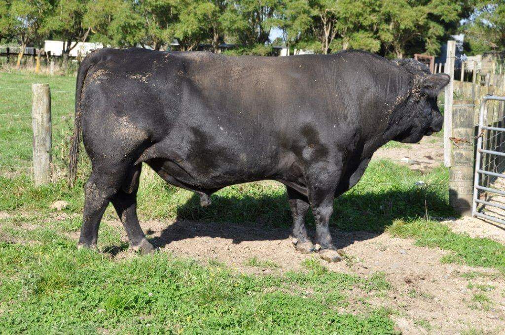 Lot 18a - Glanworth KAHA 1213: Nebraska Sandhills Rancher Fire Relief ...