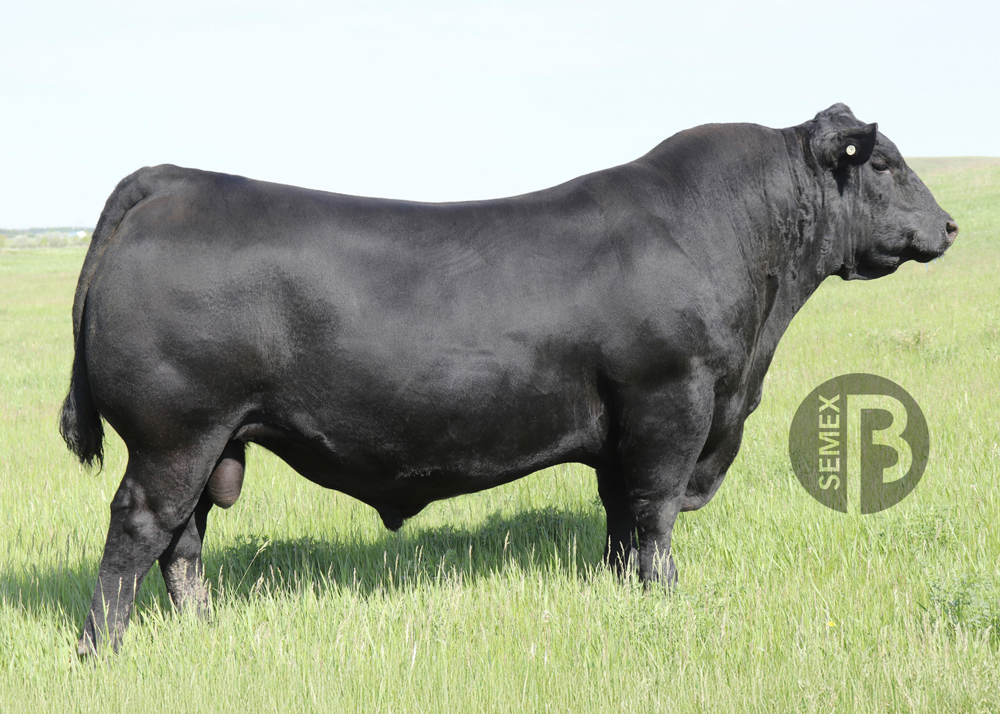 Lot 7a - SAV Courage: Nebraska Sandhills Rancher Fire Relief - Online ...