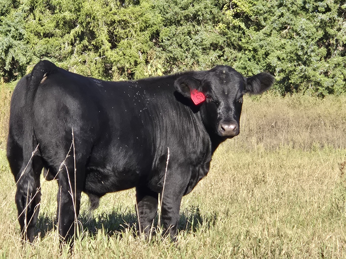 Lot 1 - A3R FIREBALL 4N: Plus Bar & A3 Ranch - 11th Annual Bull Sale ...
