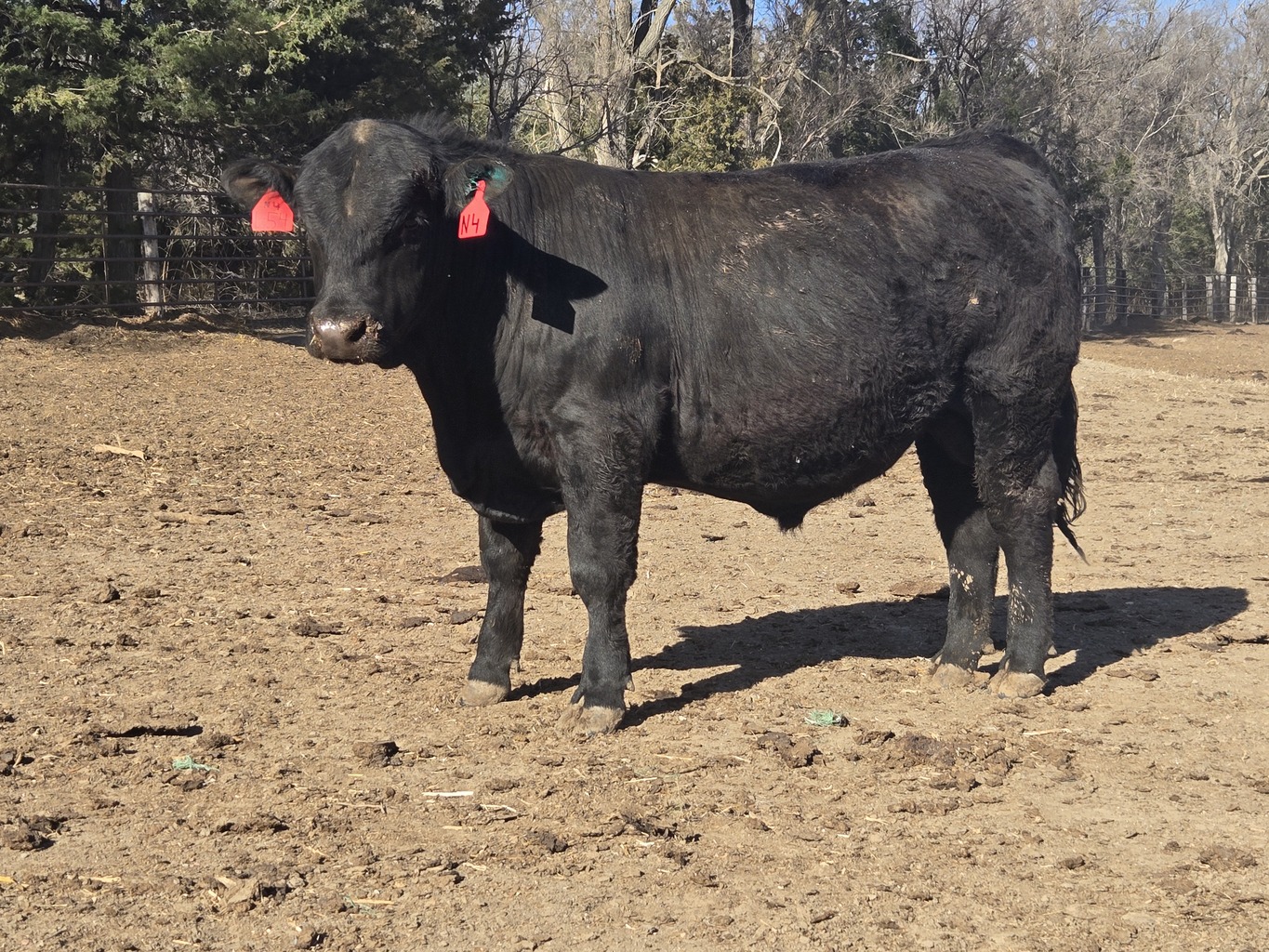 Lot 1 - A3R FIREBALL 4N: Plus Bar & A3 Ranch - 11th Annual Bull Sale ...
