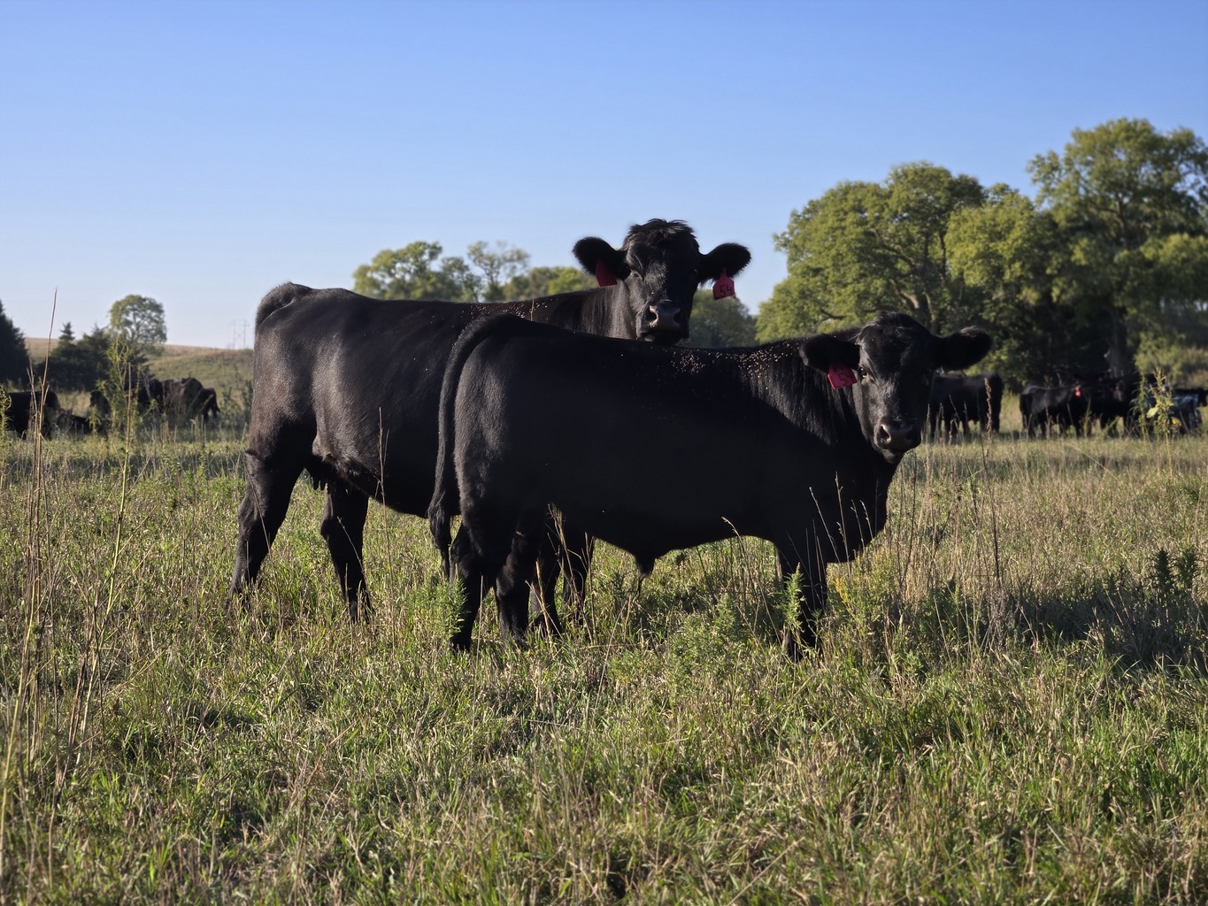 Lot 1 - A3R FIREBALL 4N: Plus Bar & A3 Ranch - 11th Annual Bull Sale ...