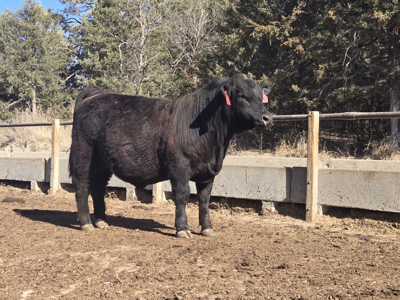 Lot 10 - A3R HAGGARD 52N: Plus Bar & A3 Ranch - 11th Annual Bull Sale ...