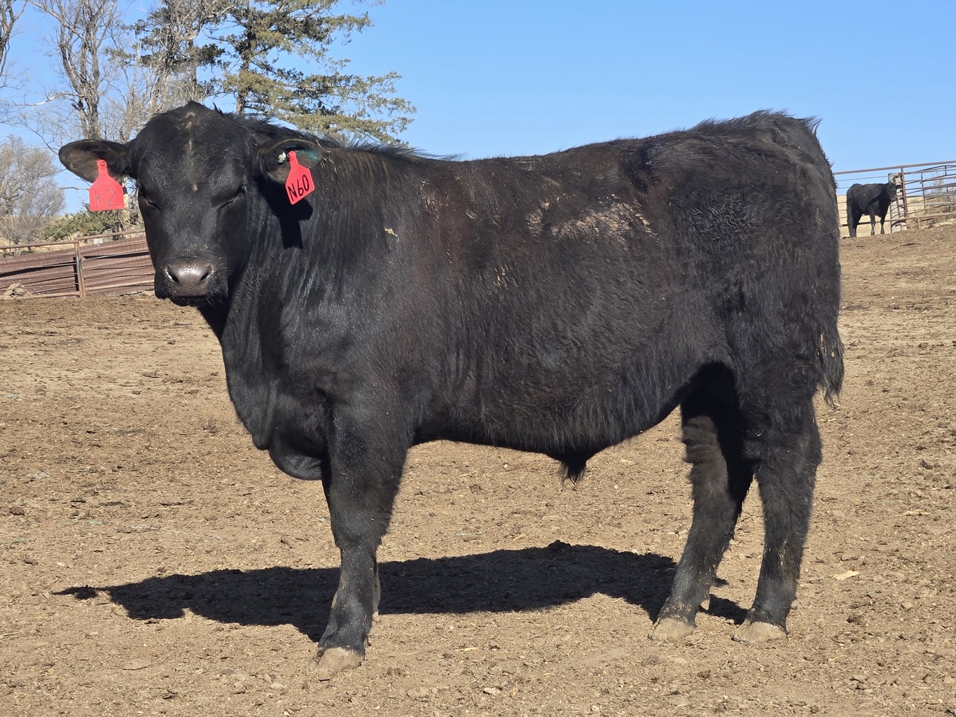 Lot 11 - A3R COMSTOCK 60N: Plus Bar & A3 Ranch - 11th Annual Bull Sale ...