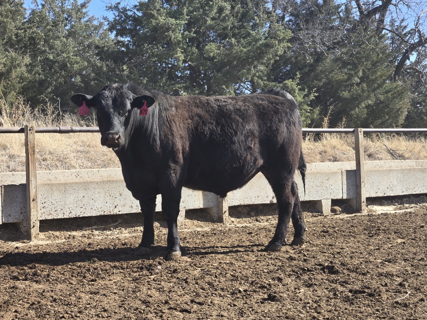 Lot 14 - A3R FREELANCE 70N: Plus Bar & A3 Ranch - 11th Annual Bull Sale ...