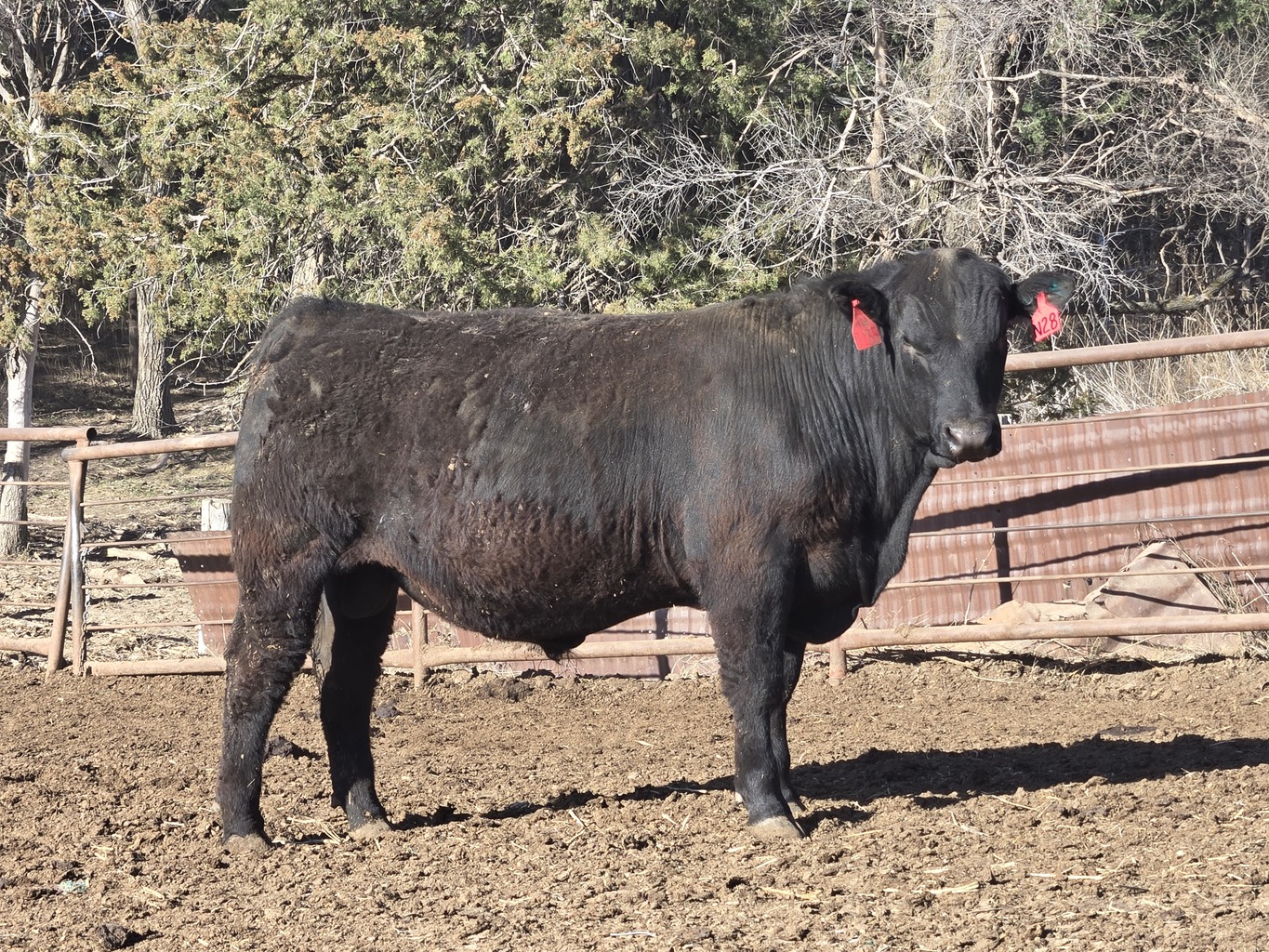 Lot 4 - A3R KEYSTONE 28N: Plus Bar & A3 Ranch - 11th Annual Bull Sale ...