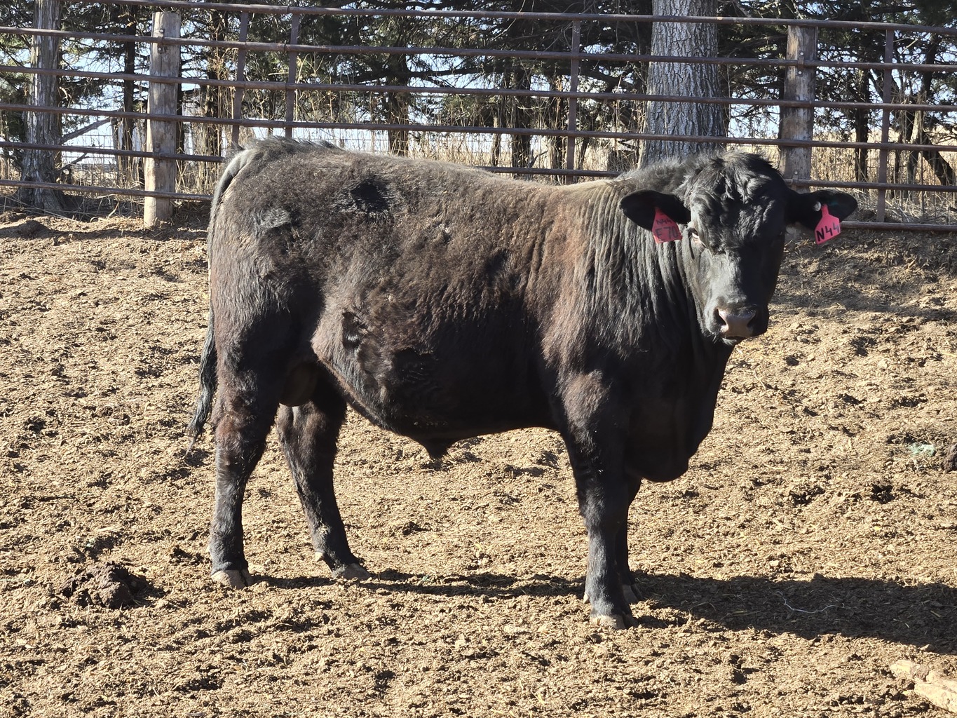 Lot 6 - A3R KEYSTONE 44N: Plus Bar & A3 Ranch - 11th Annual Bull Sale ...