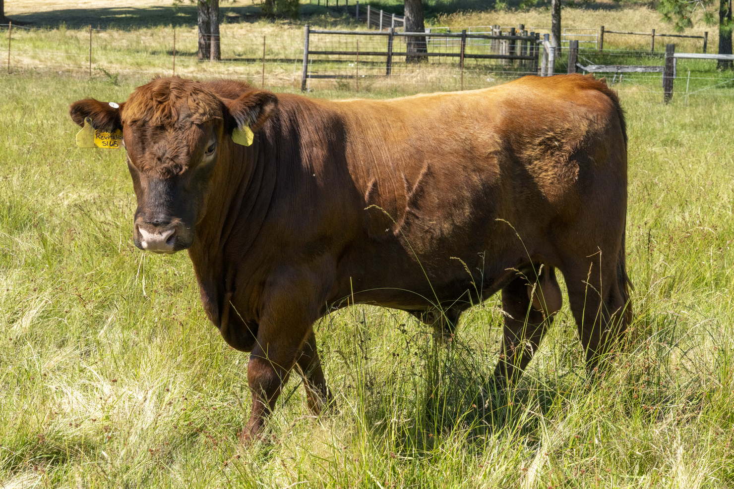 Lot 20 - DKK REVITALIZE 5165 (RAAA#: 5077561): Fox Farms Red Angus ...