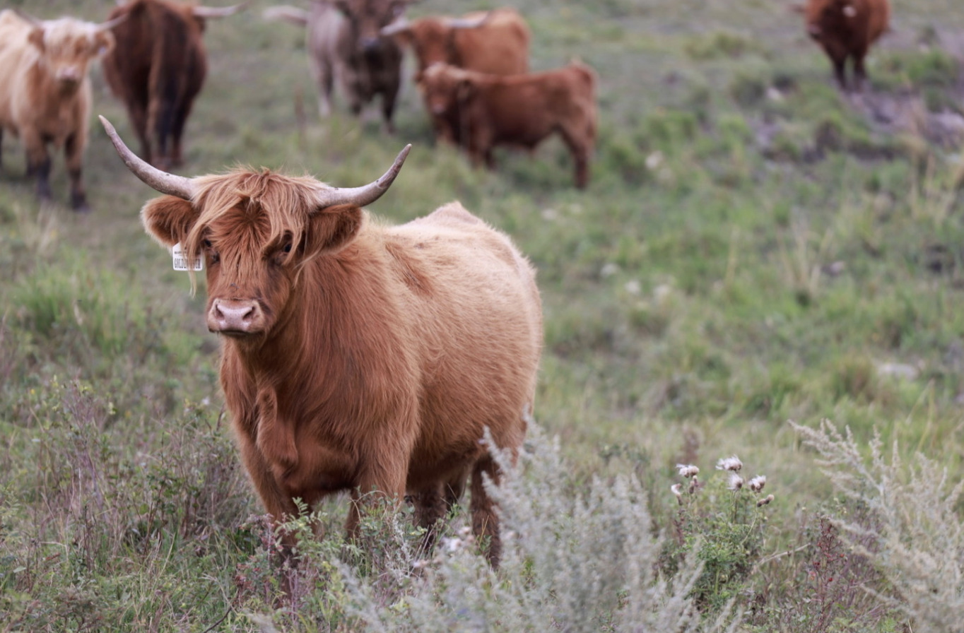 Lot 17 - Golden Hour At Bluestone Ranch (PV,D): Northern Elite Highland ...
