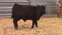 Lot 16: Triangle J Ranch and Altenburg Super Baldy Ranch - High ...