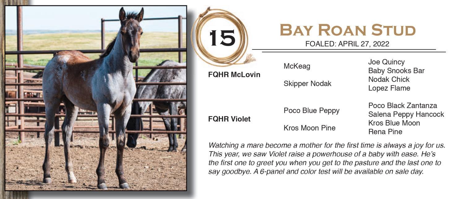 DVAuction Lot 15 Froelich Ranch 52nd Annual Legacy Quarter Horse