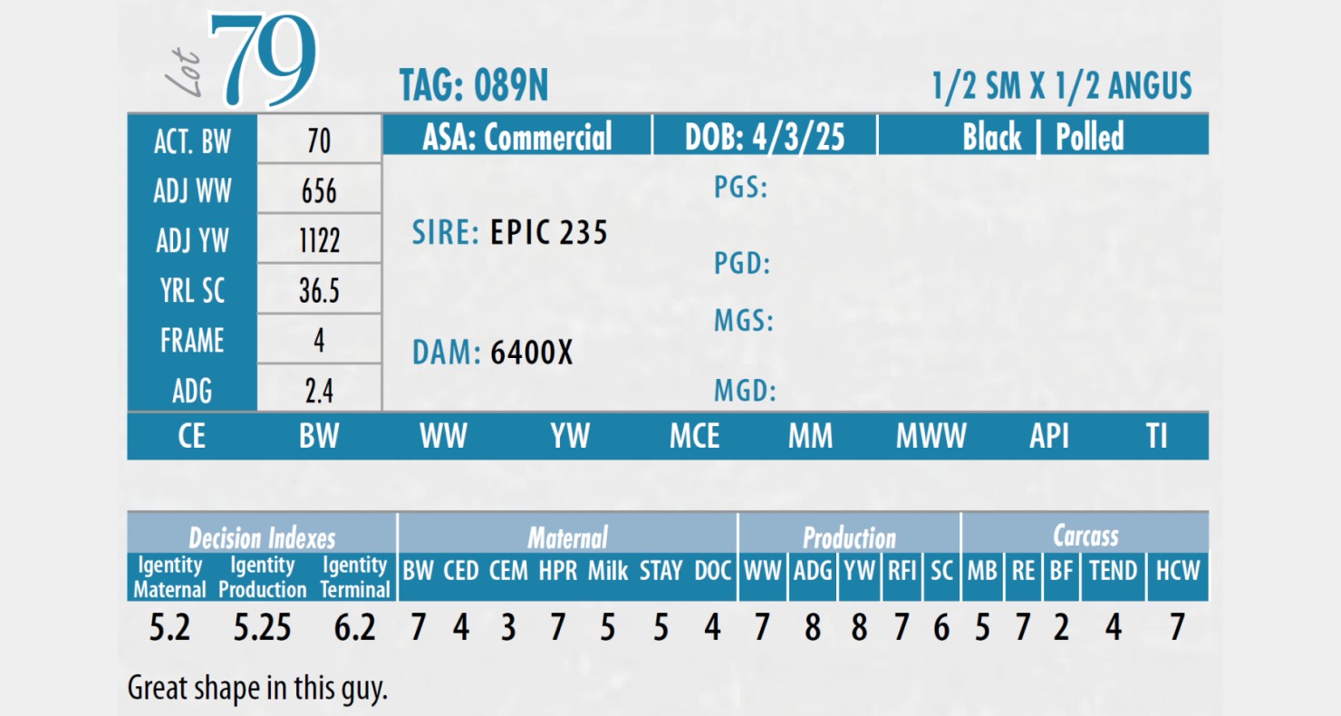 Lot 79: Christensen Simmentals - 54th Annual Simmental Bull Sale Online ...