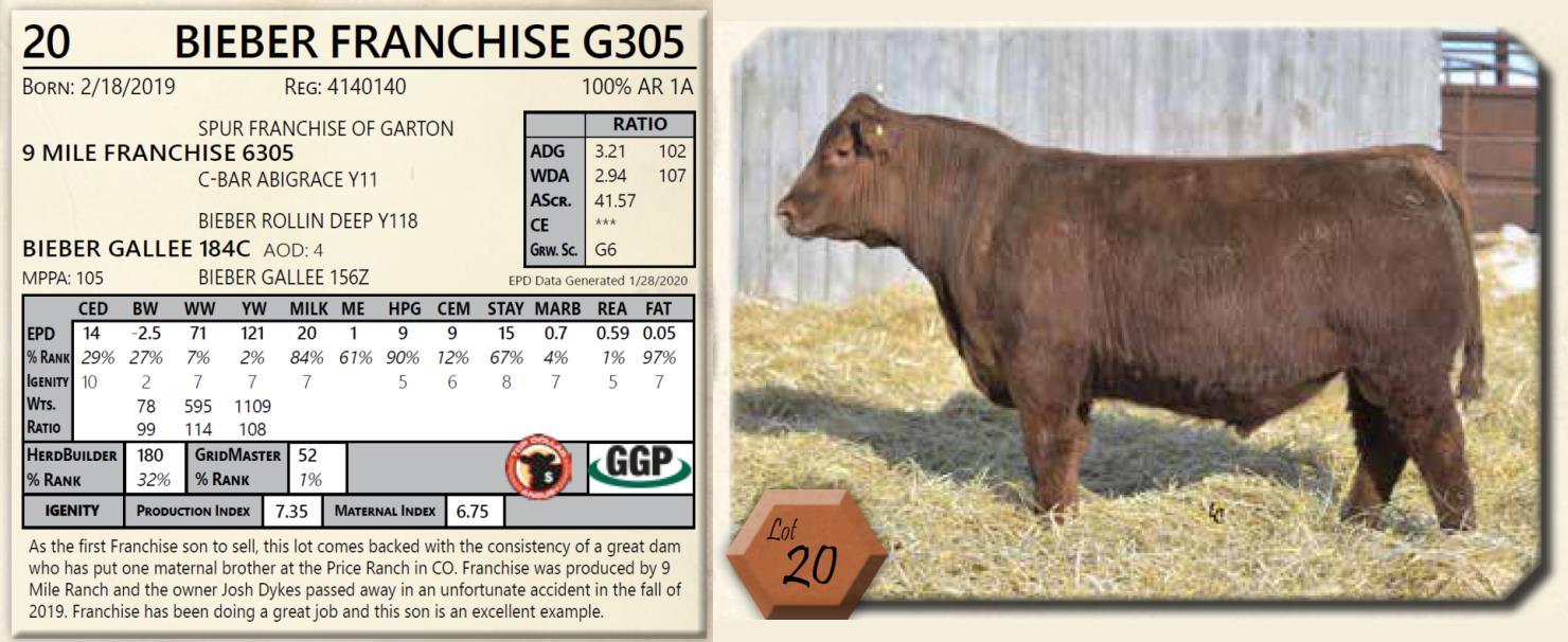 Lot 20 Annual Red Angus Bull Sale Bieber Red Angus