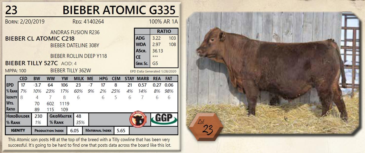 DVAuction Lot 23 Bieber Red Angus Annual Red Angus Bull Sale
