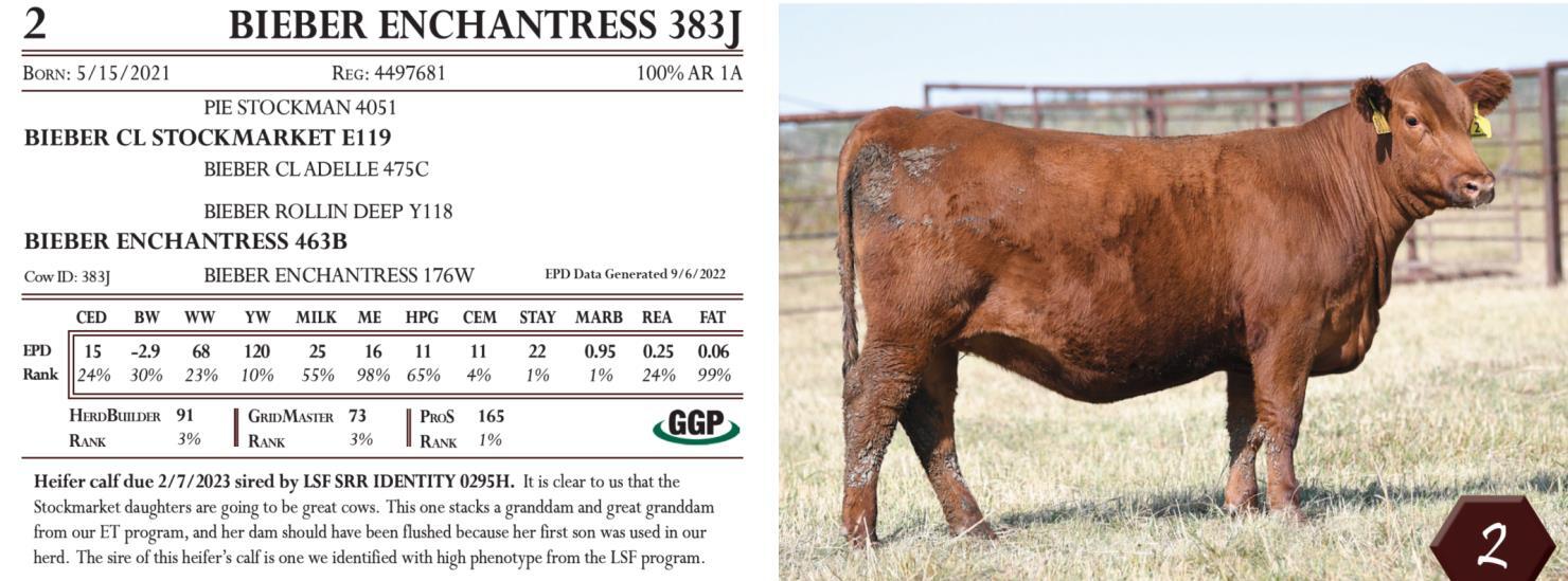 DVAuction Lot 2 Bieber Red Angus BIEBER FEVER IN THE SOUTHEAST