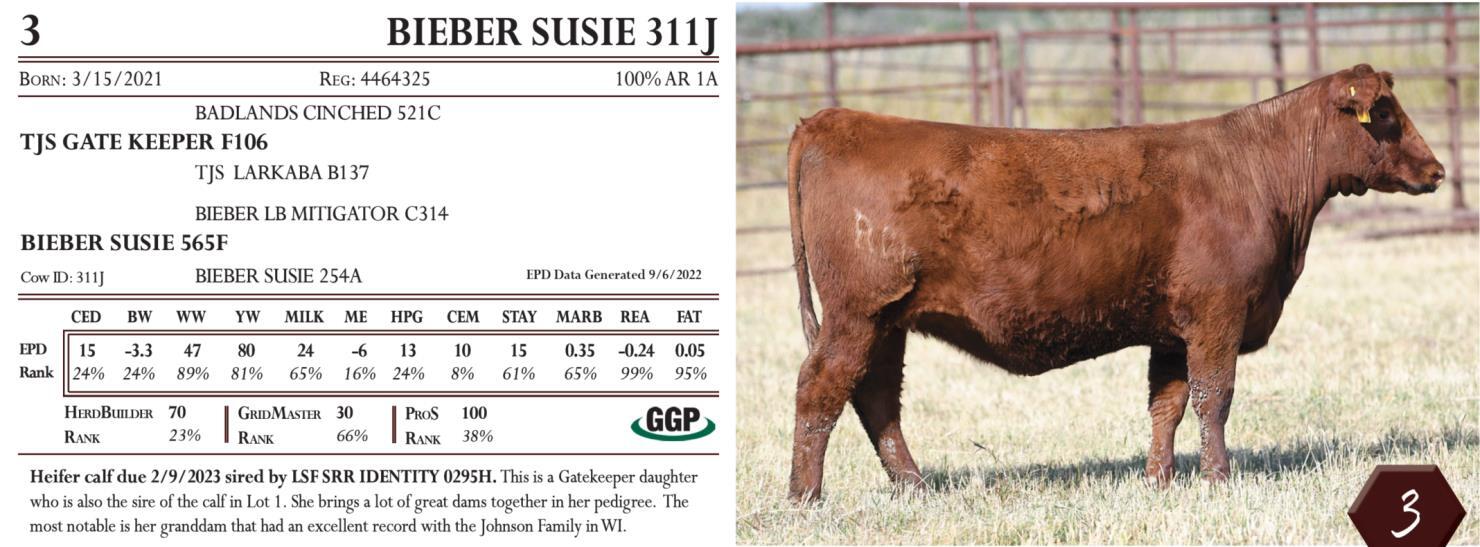 DVAuction Lot 3 Bieber Red Angus BIEBER FEVER IN THE SOUTHEAST