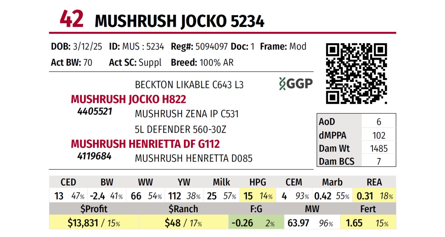 Lot 42: Mushrush Red Angus Ranch - Fall Sale | DVAuction